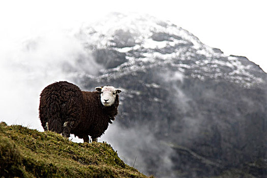 绵羊,山峦,湖区,坎布里亚,英格兰