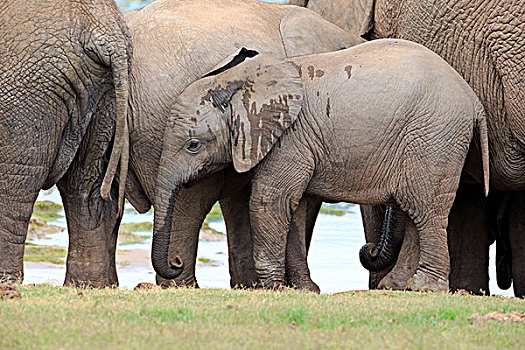 非洲象,幼兽,牧群,阿多大象国家公园,东开普省,南非,非洲