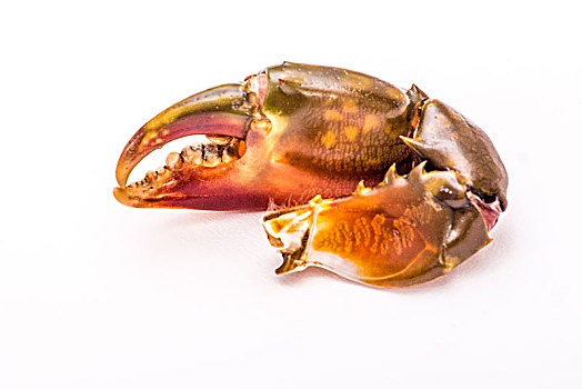 一只螃蟹的大爪子