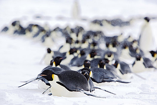 生物群,帝企鹅,南极
