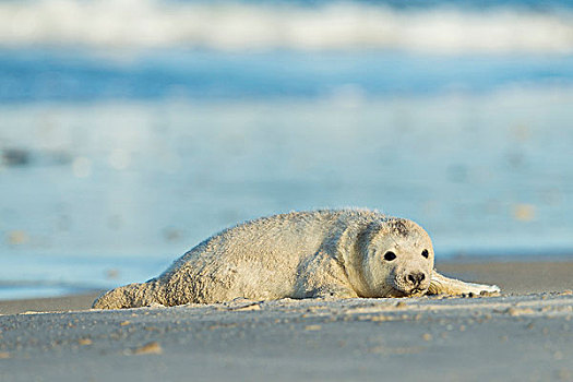 灰海豹,幼仔,躺着,海滩,沙暴,北海,欧洲