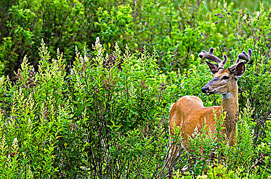 白尾鹿,基拉尼省立公园,安大略省,加拿大