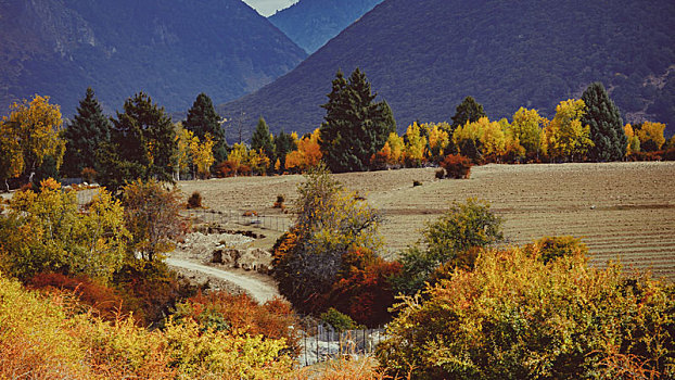 西藏米林直白村秋天