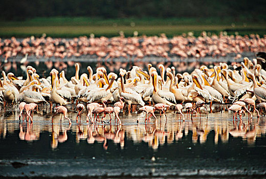 肯尼亚,纳库鲁湖,国家,小红鹳,白鹈鹕,大幅,尺寸