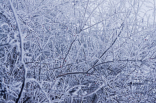 雪景