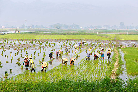 农民,工作,稻田,缅甸,亚洲