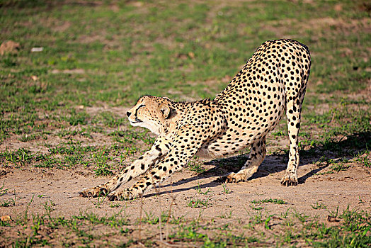 印度豹,猎豹,成年,伸展,沙子,禁猎区,克鲁格国家公园,南非,非洲