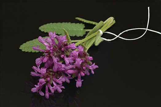 紫色,植物,草药