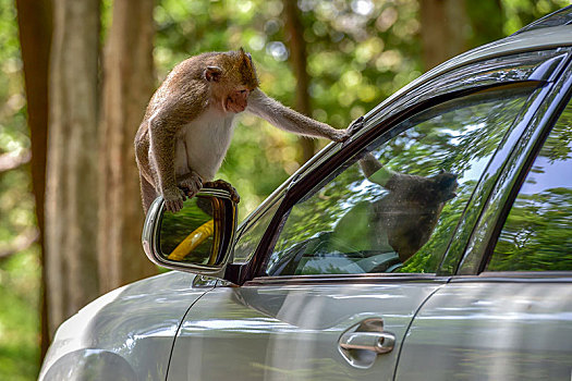 猴子,坐,侧面,镜子,汽车,西哈努克城,柬埔寨,亚洲