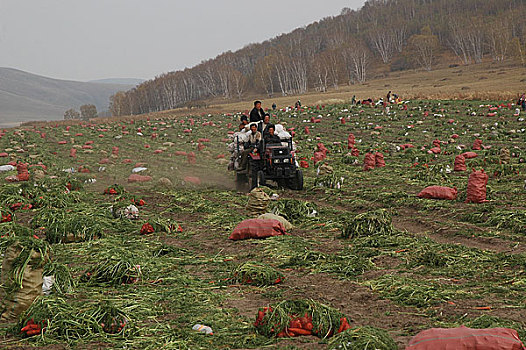 内蒙古坝上农民在收割萝卜