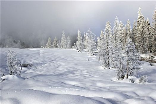 凉,冬季风景,黄石国家公园