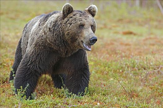 棕熊,芬兰