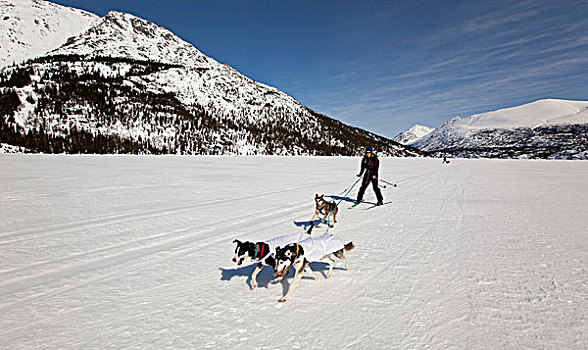 女人,雪橇狗,拉拽,越野滑雪,阿拉斯加,爱斯基摩犬,冰冻,湖,沿岸,山脉,小路,育空地区,不列颠哥伦比亚省,加拿大