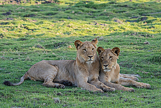 狮子,两个,幼兽,雄性,卧,亲密,一起,乔贝国家公园,乔贝,地区,博茨瓦纳,非洲