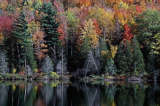树林,湖,秋天