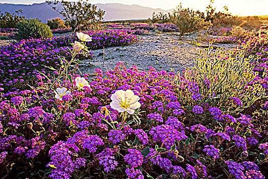 月见草,粉色,沙子,马鞭草属植物,州立公园,加利福尼亚,美国