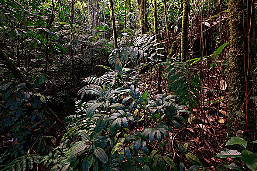 热带雨林,内华达山脉,哥伦比亚