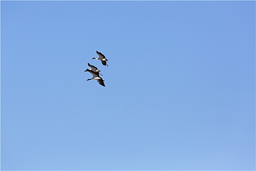黑颈鹤飞翔蓝天