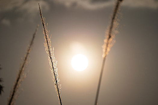 傍晚夕阳西下逆光随风摇曳的芦苇