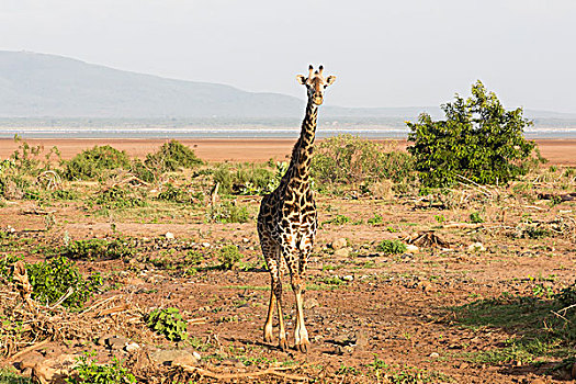 湖,坦桑尼亚,长颈鹿,站立,高,脏,洪水,朴素,双腿交叉,看镜头,山,背景,国家公园