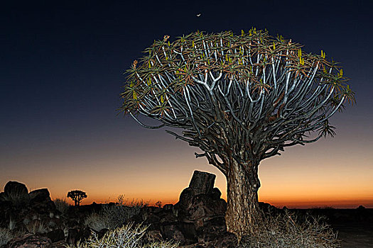 抖树,二歧芦荟,夜景,树林,基特曼斯胡普,纳米比亚,非洲