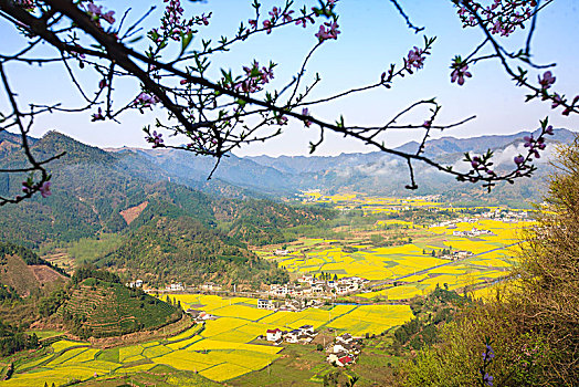 田园,春色,油菜花,漫山遍野,俯瞰