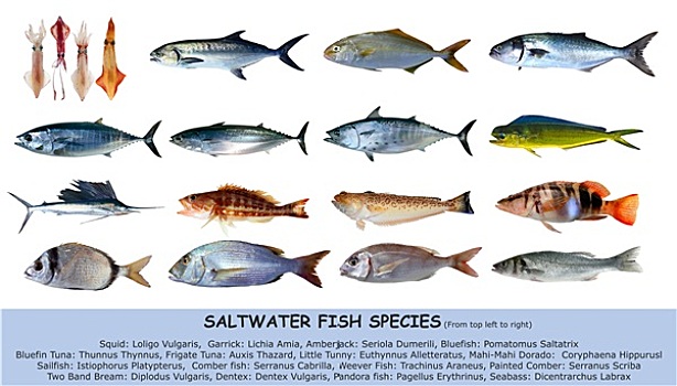 鱼肉,物种,海水,隔绝,白色背景