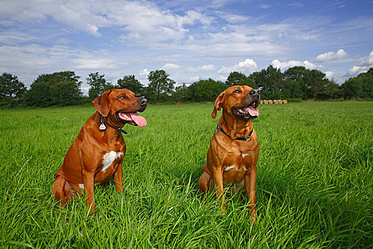 两个,雄性,罗德西亚背脊犬,狗,坐,草地,德国,欧洲