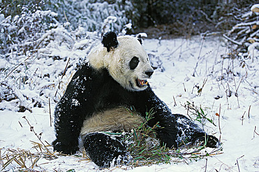 大熊猫,卧龙自然保护区,中国