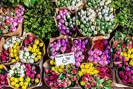 特写,彩色,花束,出售,花市,阿姆斯特丹,荷兰