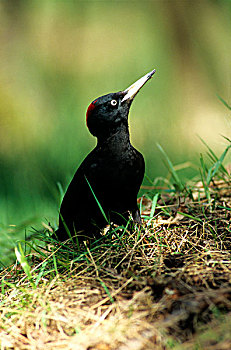 黑啄木鸟,雌性,草地