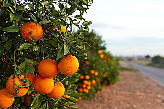 瓦伦西亚,橘树