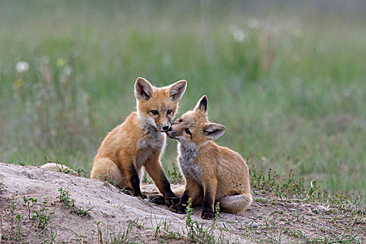 红狐,狐属,幼仔,巢穴