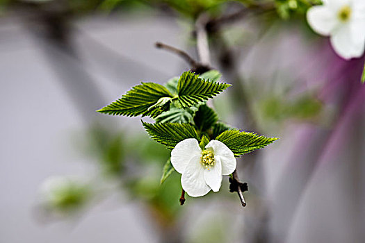 鸡麻花