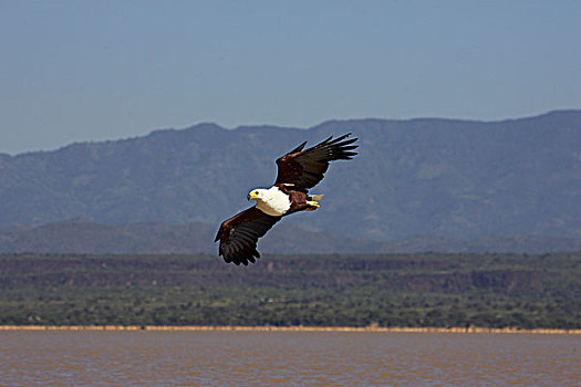 非洲鱼鹰,吼海雕,湖,肯尼亚