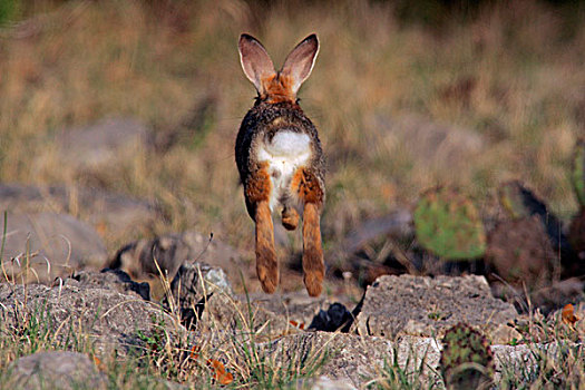 比赛复活节兔子青兰万亩大草原万亩大草原棕兔,欧洲野兔欧洲,棕兔