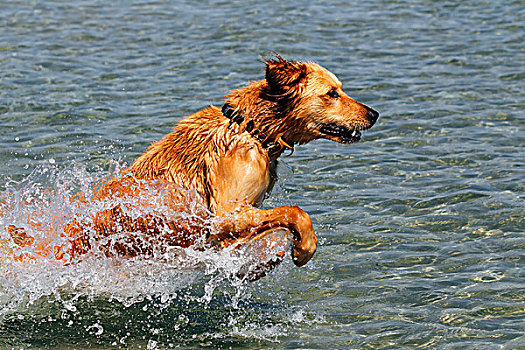 金毛猎犬,跳跃,室外,水
