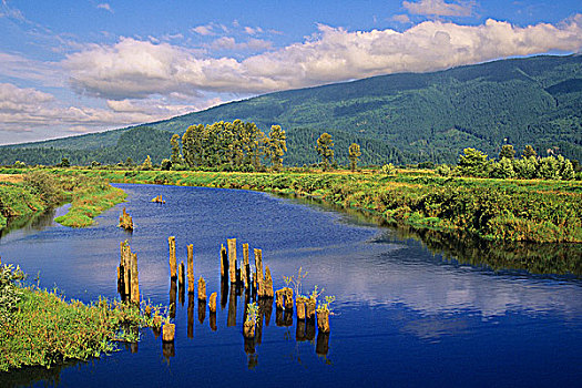 河,靠近,草地,不列颠哥伦比亚省,加拿大