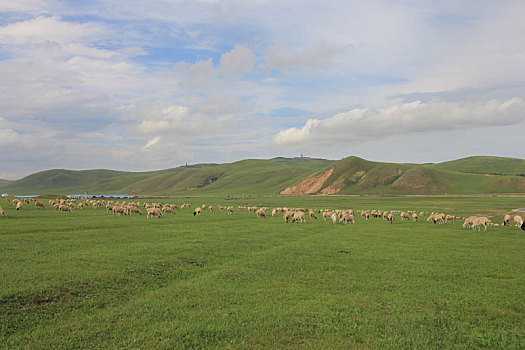 中国内蒙古呼伦贝尔大草原与羊群景观