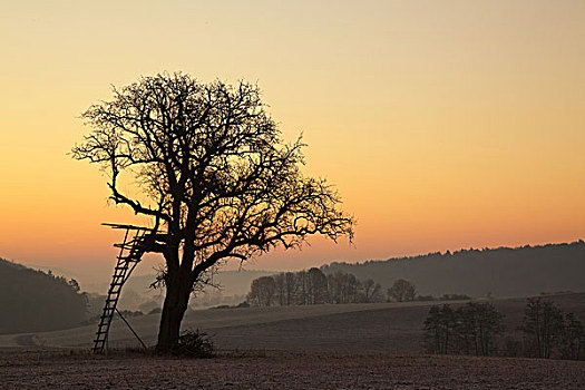 孤单,树,弗兰克尼亚,德国