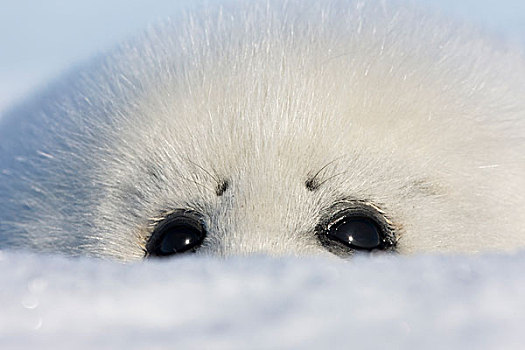 鞍纹海豹,幼仔,特写,魁北克,加拿大
