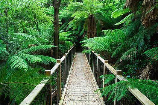 步行桥,亚拉山国家公园,维多利亚,澳大利亚