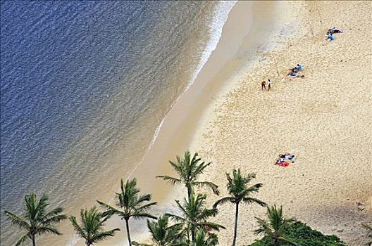 海滩,棕榈树,垂钓,里约热内卢,巴西