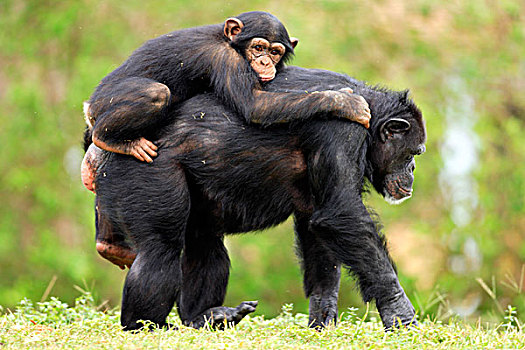 黑猩猩,成年,女性,年轻,背影