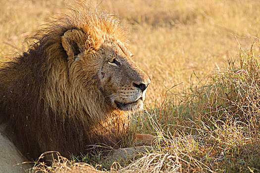 头像,非洲狮,狮子,卧,草,远眺,奥卡万戈三角洲,博茨瓦纳,非洲
