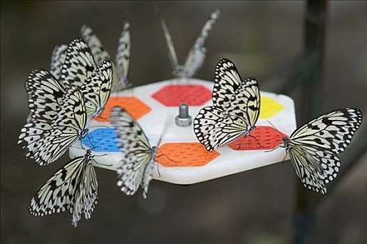 大帛斑蝶,蝴蝶,诱惑,彩色,进食,新加坡动物园