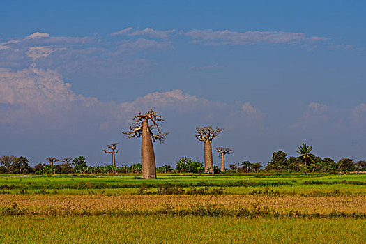 madagascar马达加斯加穆龙达瓦morondava猴面包树baobab