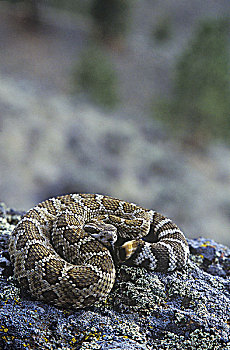 响尾蛇属,草地,荒芜,生态系统,山谷,不列颠哥伦比亚省,加拿大