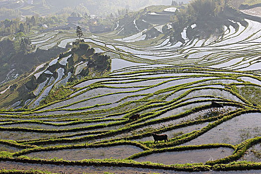 云和梯田