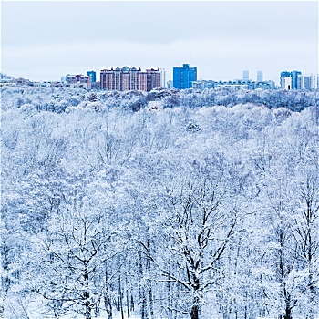 雪,橡树,木头,城市,冬天,早晨